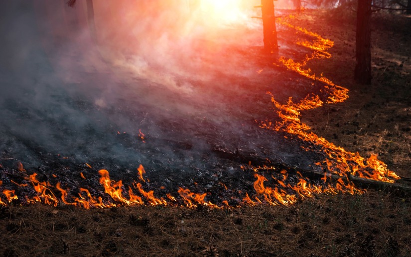 Prescribed Fire: Forest History & Today's Implementation